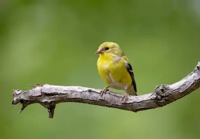 Vibrant Golden Finch: A Springtime Jewel in Nature