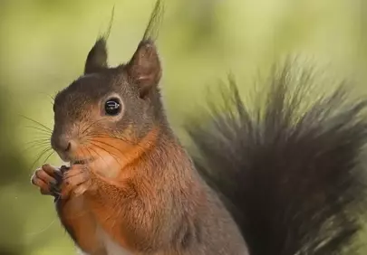 Charming Squirrel Foraging Amidst Golden Spring Blossoms