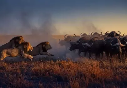 Dramatic Sunset Chase: Lions Hunting Buffalo on the African Savannah