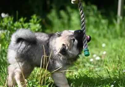 Adorable Eurasier Puppy: Playful Tug-of-War in Sunny Grass