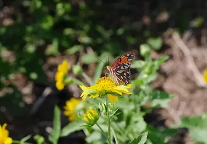 Vibrant Butterfly on Golden Bloom: Nature's Delicate Dance
