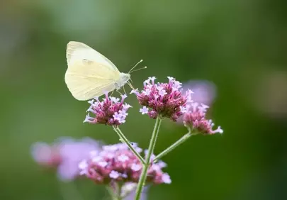 Delicate White Butterfly Pollinating Vibrant Purple Flowers