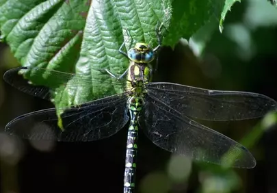 Vibrant Macro: Detailed Dragonfly Perched on Leaf