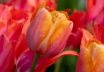 Vibrant Spring Tulips: A Burst of Orange and Red Hues