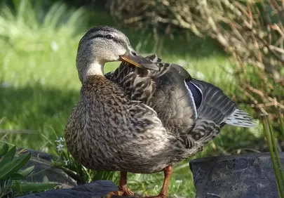 Vibrant Mallard Hen Preening in Sunny Spring