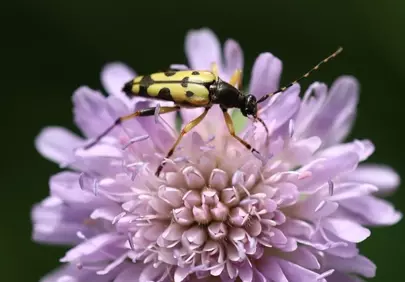 Vibrant Spotted Beetle on Purple Scabiosa Flower