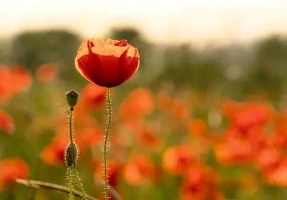 Vibrant Poppy Field Bathed in Golden Sunset Glow