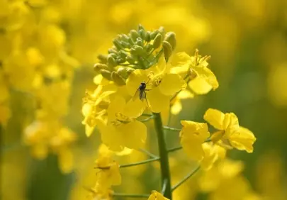 Vibrant Yellow Rapeseed Field: Spring's Golden Embrace