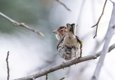 Charming Sparrow Perched on Branch: Approaching Spring