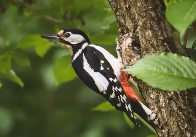 Vibrant Spotted Woodpecker Perched in Lush Forest