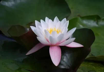 Serene Blossom: Exquisite White and Pink Water Lily