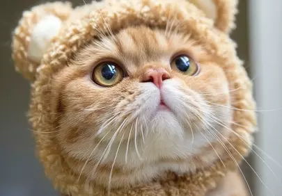 Adorable Scottish Fold in Bear Hat: Ultimate Cuteness Overload