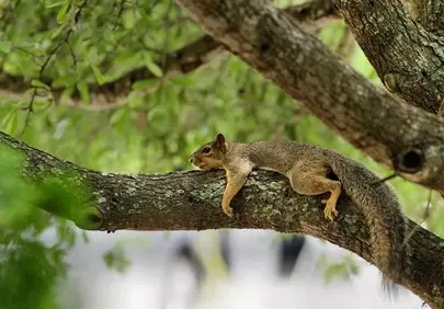 Charming Squirrel Relaxes on Tree Branch in Natural Habitat