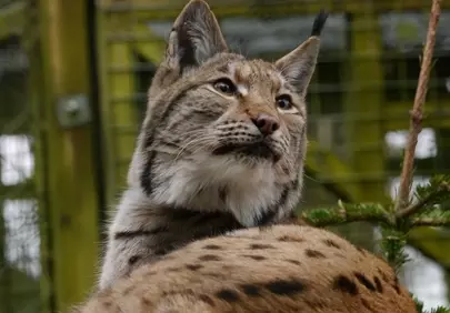 Majestic Wild Lynx: Piercing Gaze of a Forest Predator