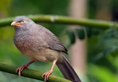 Captivating Wildlife: Yellow-Billed Bird Perched on Bamboo