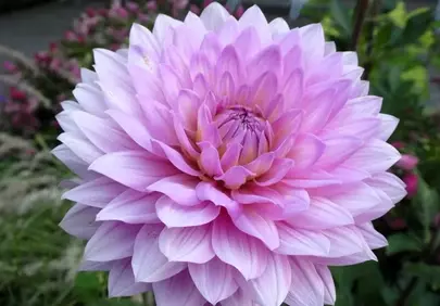 Stunning Pink Dahlia: A Garden's Ornamental Gem