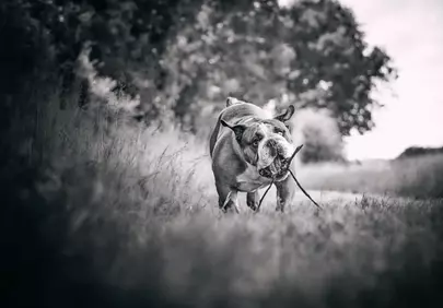 Dynamic Bulldog Delight: Playful Pup in Nature's Embrace