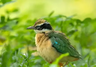 Captivating Wild Bird Portrait: Vibrant Feathers in Nature's Embrace