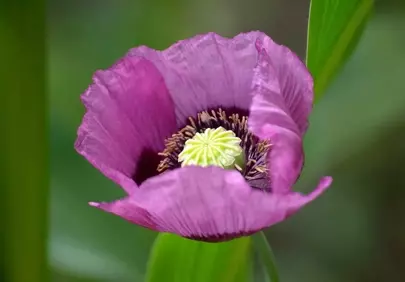 Vibrant Purple Opium Poppy Blossom: Nature's Intricate Beauty