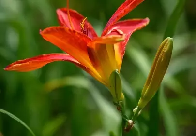 Vibrant Red Daylily Blossom: A Symphony of Nature's Hues