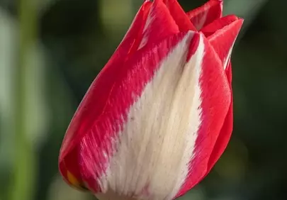 Vibrant Red and White Tulip Bloom in Spring Garden