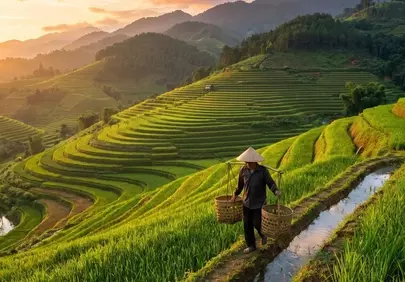 Breathtaking Sunset over Lush Asian Rice Terraces