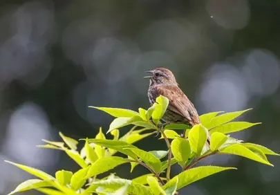 Charming Songbird Serenade on Lush Spring Branch
