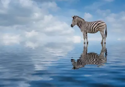 Surreal Zebra's Reflection: A Whimsical Water World