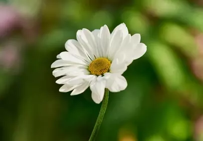 Stunning White Daisy: A Symbol of Purity and Nature's Beauty