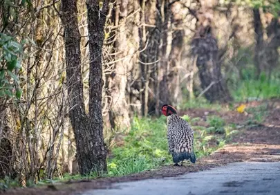 Enigmatic Pheasant: A Forest Path Encounter