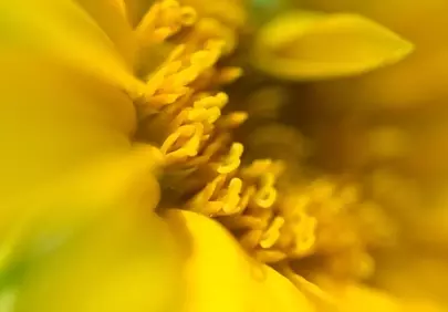 Vibrant Yellow Bloom: Macro Nature's Golden Embrace