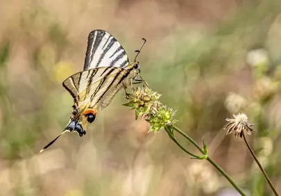 Stunning Striped Swallowtail Butterfly on a Wildflower in Meadow