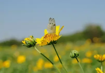 Vibrant Yellow Flower with White Butterfly