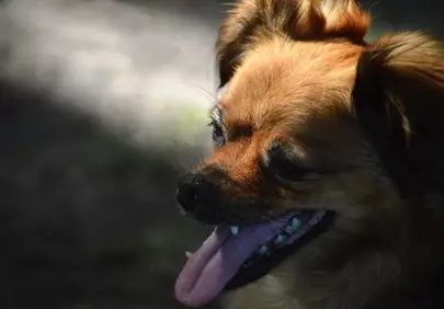 Charming Chihuahua-Pekingese Mix: Adorable Outdoor Portrait