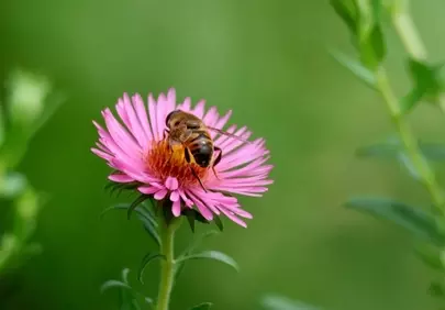 Vibrant Pollination: Bee on Pink Aster in Macro Detail