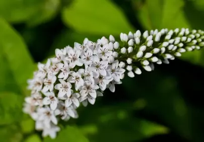 Stunning White Loosestrife: Delicate Petals on Vibrant Green