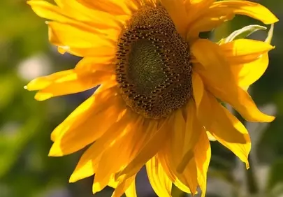 Vibrant Summer Beauty: Golden Sunflower in Full Bloom