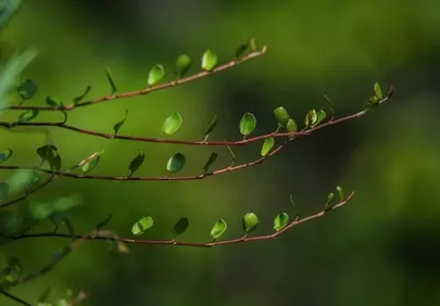 Vibrant Springtime Macro: Fresh Green Leaves on Branch