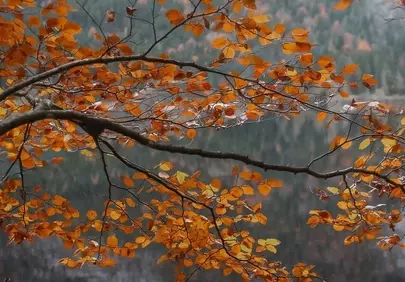 Golden Autumn Branches Gracefully Frame a Serene Mountain Lake
