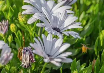 Vibrant Spring: Bee Buzzes Among Daisy Blossoms