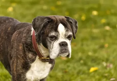 Majestic Old Boxer: Loyal Family Dog in Autumn Grass