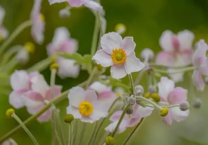Delicate Pink Anemone Japonica: Summer's Gentle Embrace
