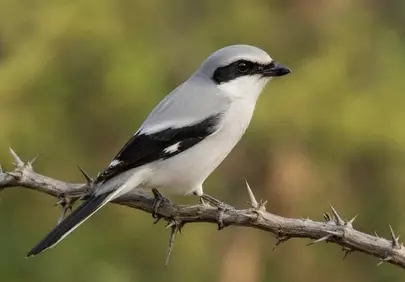 Striking Grey Shrike: Nature's Intricate Predator Perched
