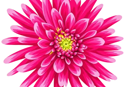 Vibrant Pink Chrysanthemum Blossom: A Symphony of Petals