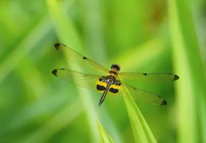 Stunning Dragonfly: Delicate Wings in Vibrant Spring Green