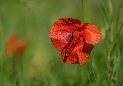 Vibrant Red Poppy in Summer Meadow