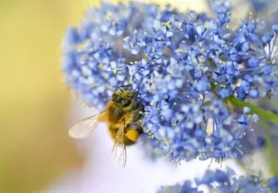 Vibrant Macro: Busy Bee Pollinating California Lilac