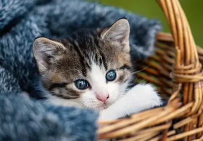 Enchanting Blue Eyes: Adorable Kitten in a Cozy Basket