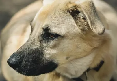 Captivating Gaze: Close-up of a Loyal German Shepherd Outdoors