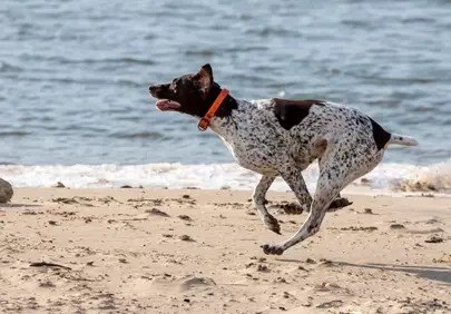 Joyful Pointer Sprinting on a Serene Summer Beach